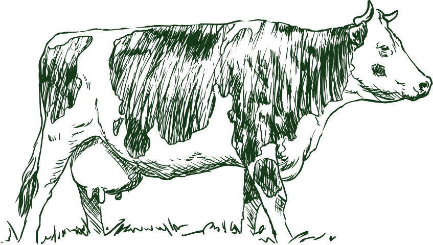 vector